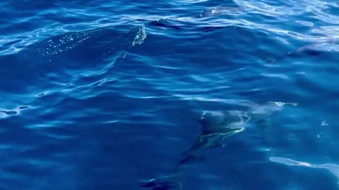 Pod of dolphins swimming through clear ocean water Stock Footage 241120781