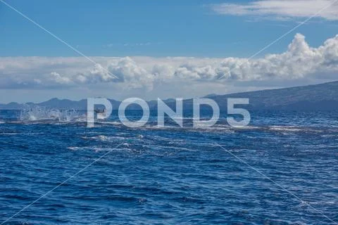 Pod of dolphins traveling in the ocean Stock Photos