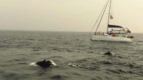 A pod of false killer whales breaching near a yacht in Mirissa, Stock Footage 161434832