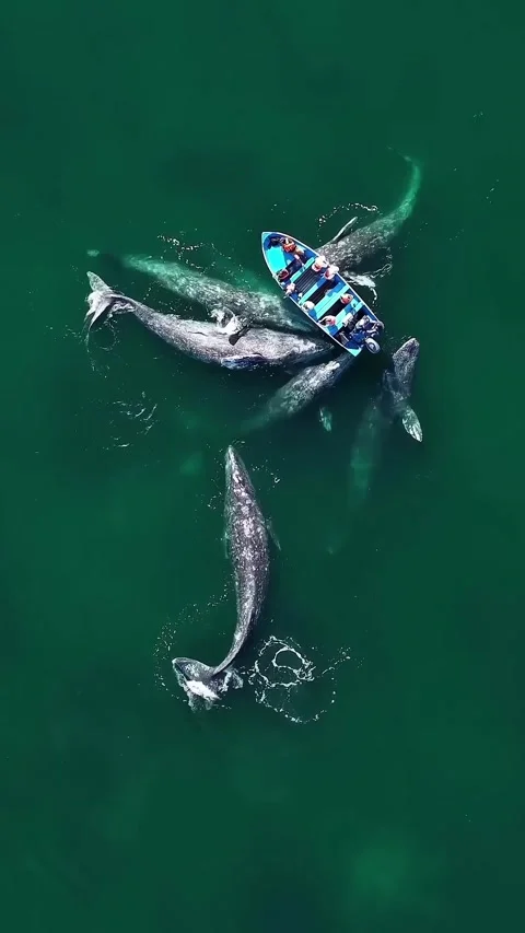 A pod of  gray whale in the ocean Video stock 332553349