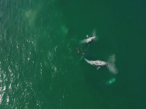 Pod of gray whales Vidéo 75695833