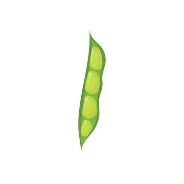 Pod of green beans isolated element. Healthy food print Illustrazione stock