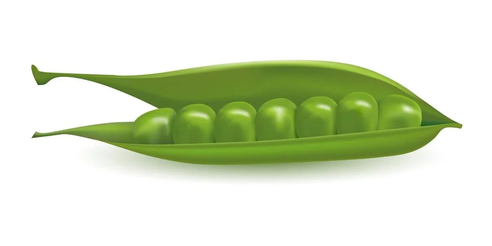 Pod of green peas isolated vector illustration. Stock Illustration