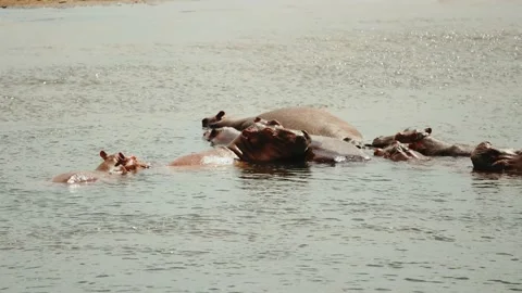 Pod off hippos huddling together in river - African safari Vidéo 231668461