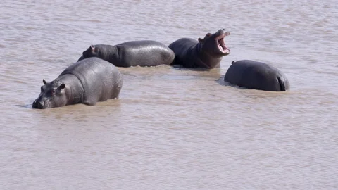 A pod of hippos in a muddy river Stock Footage 170599817