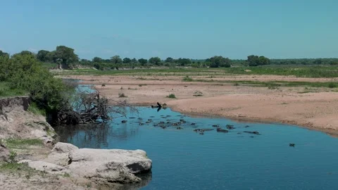 Pod of Hippos in a pool of water, Ruaha National Park, Tanzania 動画素材 330420929