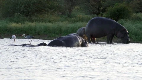 A pod of hippos is in a river. One hippo threatens another hippo. Video stock 231295775