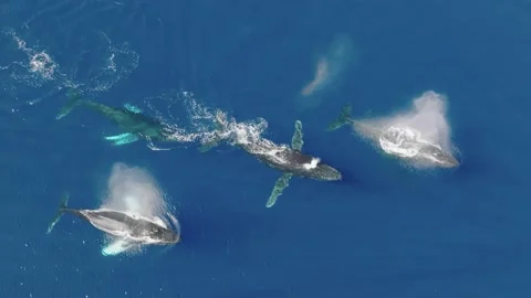 Pod of Humpback Whales Video stock 230930433