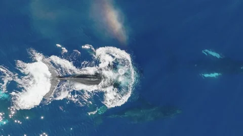 Pod of Humpback Whales Video stock 230930684