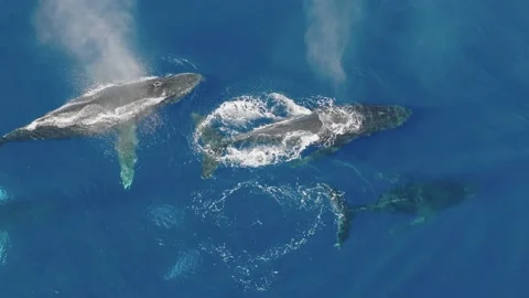 Pod of Humpback Whales Video stock 230930814