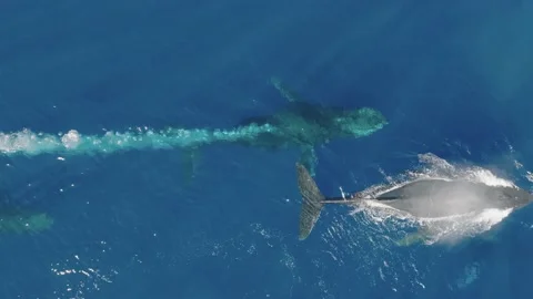 Pod of Humpback Whales Video stock 230931023