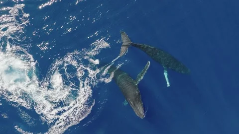 Pod of Humpback Whales Video stock 230931058
