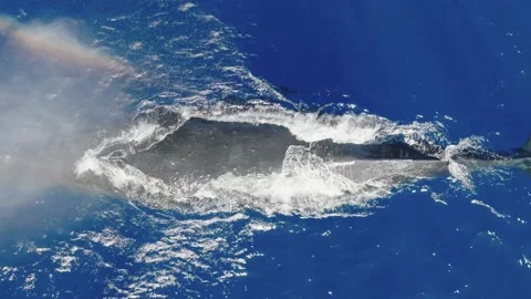 Pod of Humpback Whales Video stock 230931587