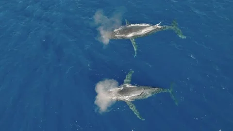 Pod of Humpback Whales Video stock 230931836
