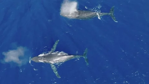 Pod of Humpback Whales Video stock 230931918