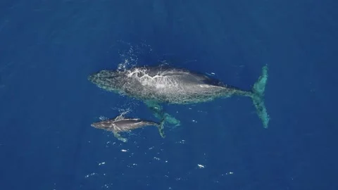 Pod of Humpback Whales Video stock 230932507
