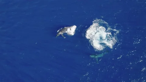 Pod of Humpback Whales Video stock 230932557