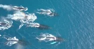 A Pod Of Humpback Whales In Ocean Water. Stock Footage