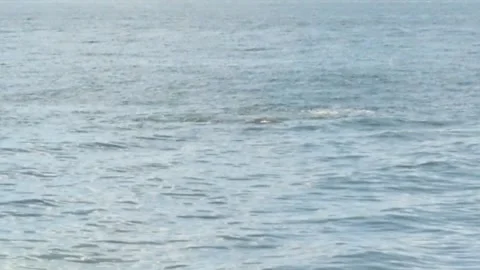 A pod of manatee at sea Stock Footage 162114548