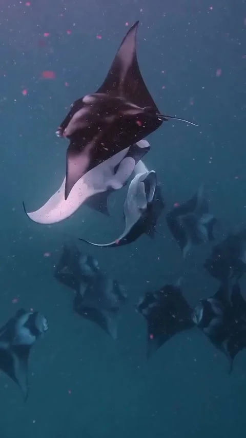 A pod of manta ray in the ocean Stock Footage 318505379