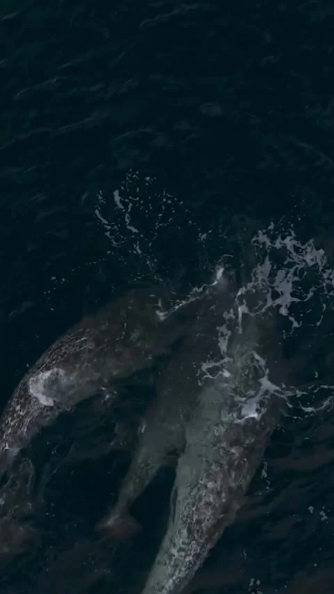 A pod of narwhal in the sea Stock Footage 320452827