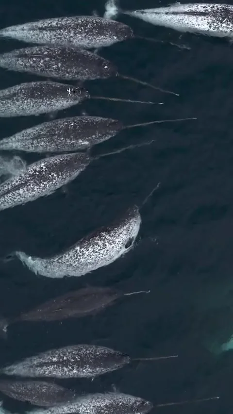 A pod of narwhal in the sea Stock Footage 320452838