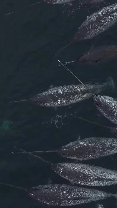 A pod of narwhal in the sea Stock Footage 320452851