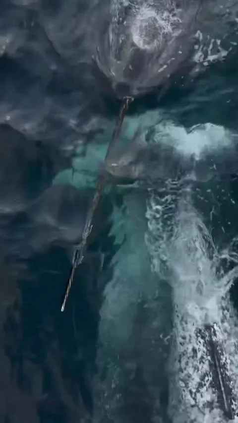 A pod of narwhal in the sea Stock Footage 320452881