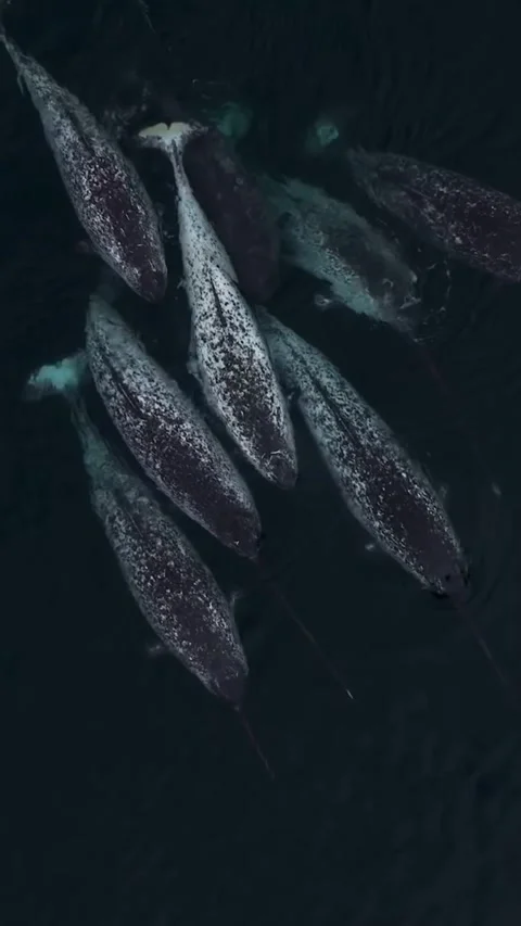 A pod of narwhal in the sea Stock Footage 320452887