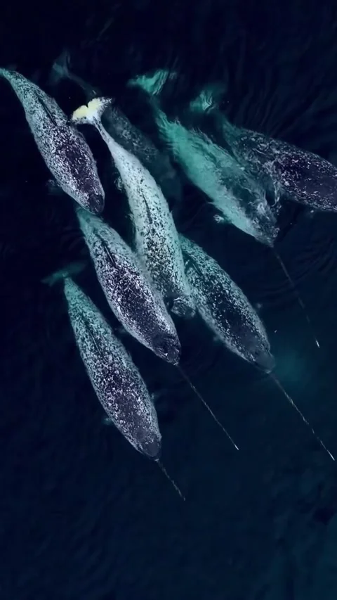 A pod of narwhal in the sea Stock Footage 320452905