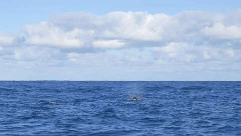 Pod or Orca / Killer Whales Stock Footage 87063476