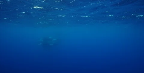 Pod of Orca Underwater Stock Footage 93484295