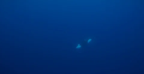 Pod of Orca Underwater Stock Footage 93490337