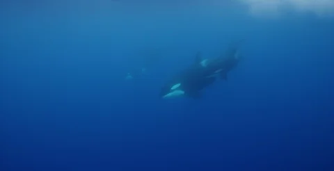 Pod of Orca Underwater Vídeos de archivo 93501298