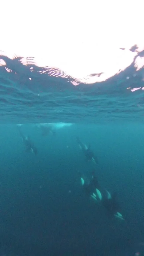 Pod of orcas diving underwater during the herring run in Norway Stock Footage 342049745