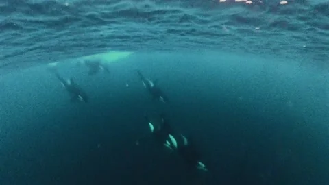 Pod of orcas diving underwater during the herring run in Norway.horizontal Stock Footage 342170072