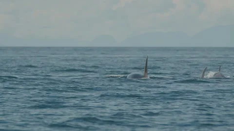 Pod of orcas swimming away from camera, handheld close up shot Stock Footage 243901185
