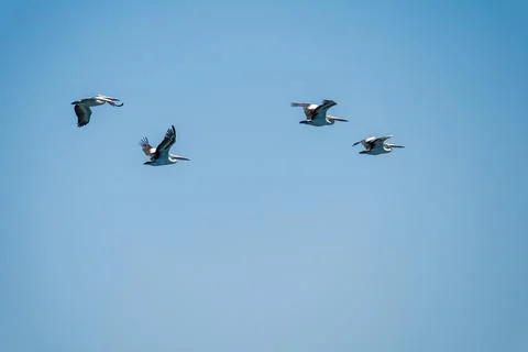 A pod of pelicans in flight Stock Photos