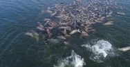 Pod Of Sea Lions Lolling About Somersault Slowmo Aerial Stock Footage