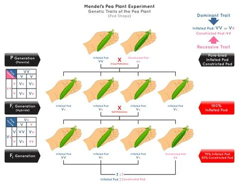 Pod Shape Genetic Trait Pea Plant Mendel Experiment Infographic Diagram Stock Illustration