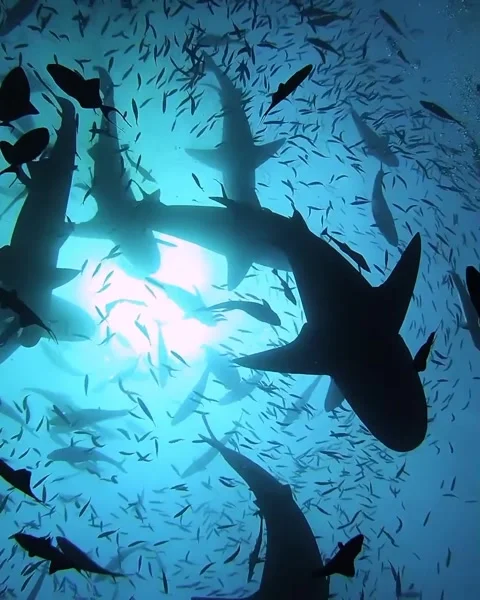 A pod of shark in the sea Stock Footage 321176052