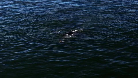 Pod of southern right whales at the surface, cinematic aerial, Cape Town Stock Footage 341933171