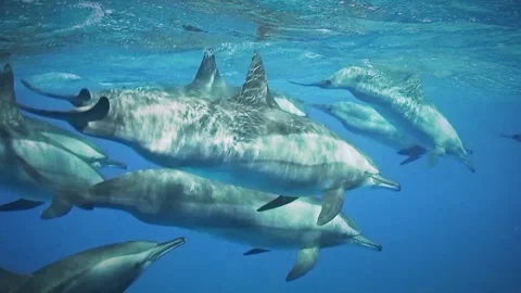 Pod of Spinner Dolphins Near Surface in Red Sea Egypt Stock Footage 335378447