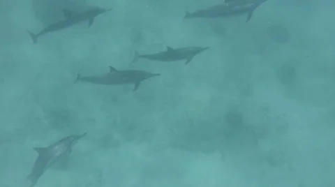A pod of spinner dolphins swim under snorkeler in Hawaii Stock Footage 49910907