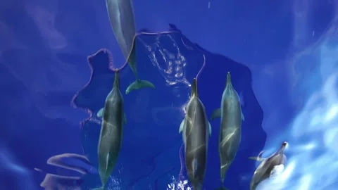 A Pod of Spinner Dolphins Swimming at the Bow of a Boat in a Calm Sea Stock Footage 332768515
