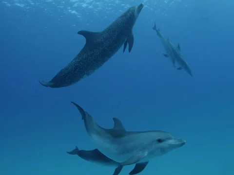 A Pod of Spotted Dolphins swim down to the sandy bottom Video stock 77170003