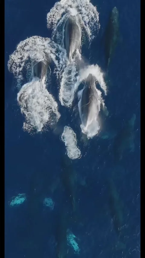Pod of whales in the open ocean Stock Footage 317870625