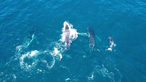 Pod of Whales Playing in Deep Blue Ocean Waters Stock Footage 331689724