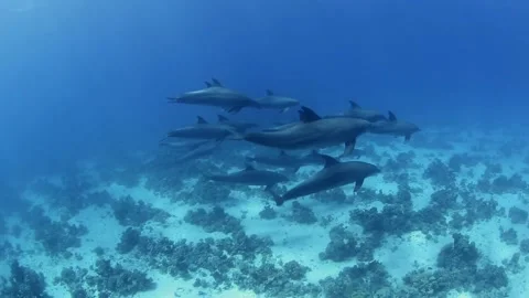 Pod of wild bottlenose dolphins Stock-Footage 194782578