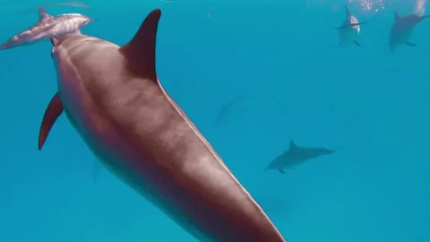 A pod of wild dolphins dive into the deep water Stock Footage 159796760